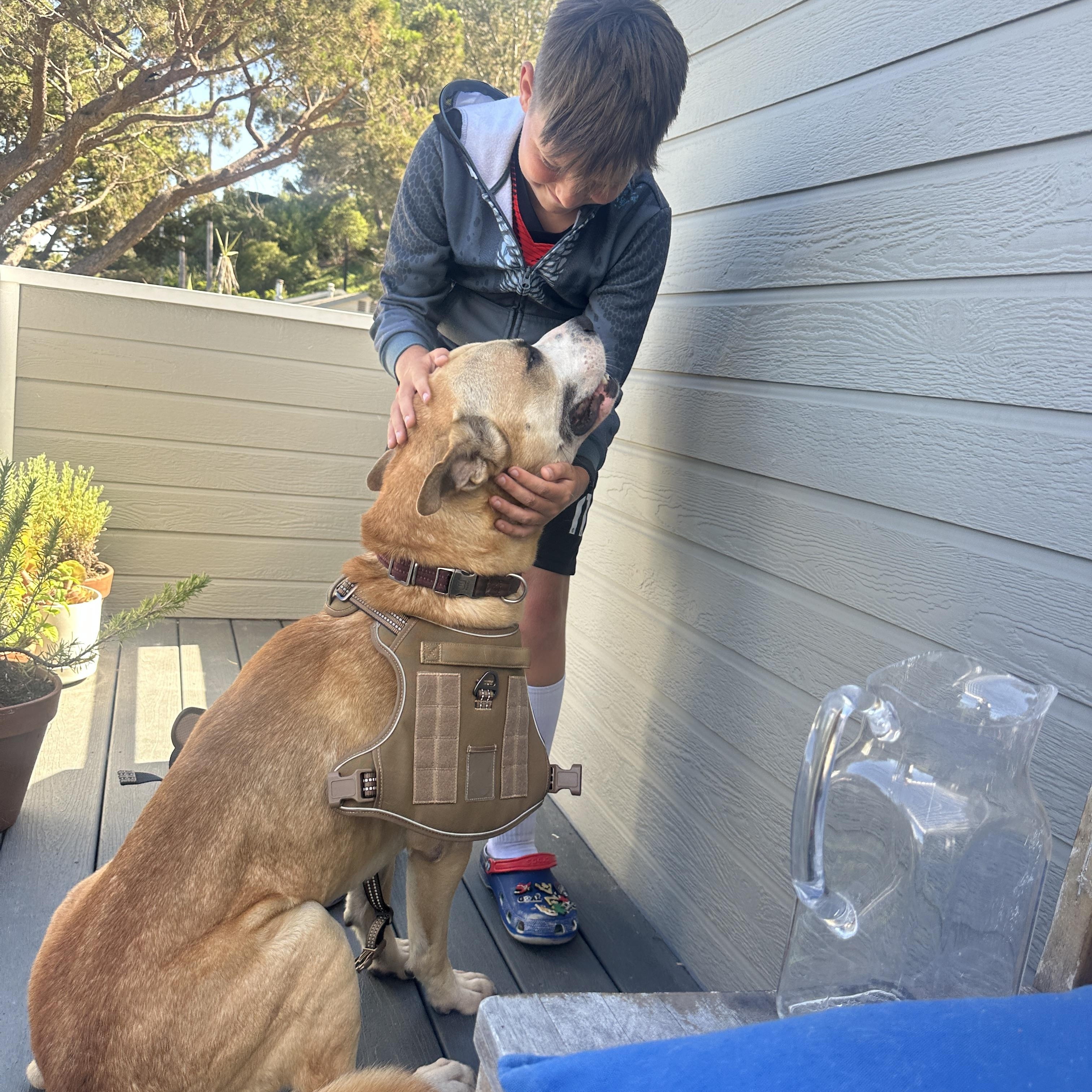 Enlarge Pedro Pascal, a ADOPTABLE mixed breed in Marina del Rey, CA image 5/6