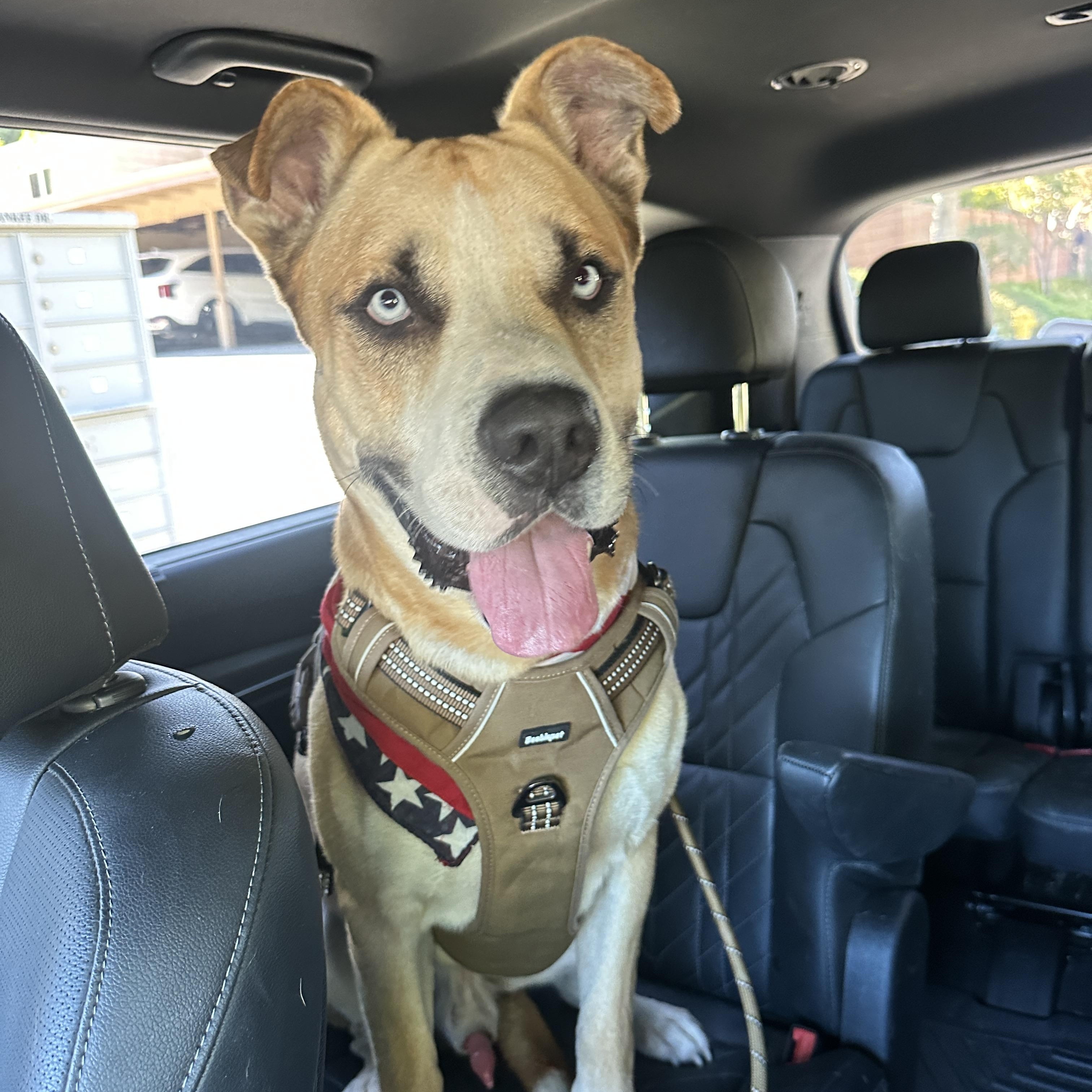 Enlarge Pedro Pascal, a ADOPTABLE mixed breed in Marina del Rey, CA image 3/6