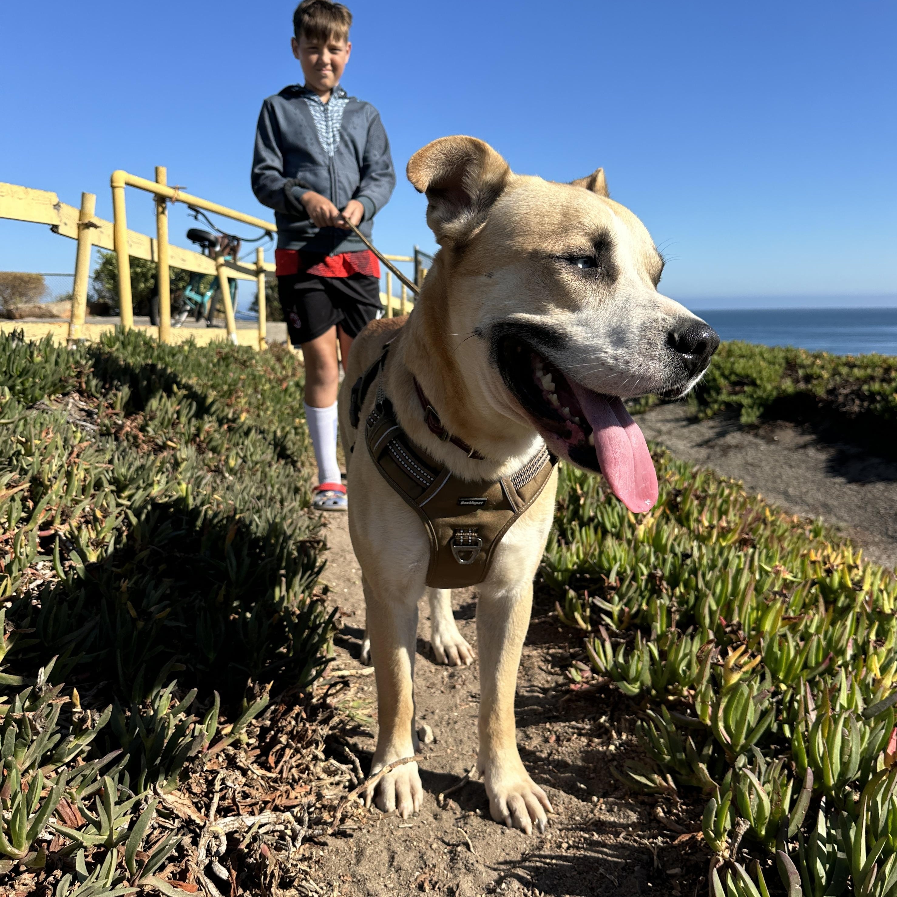 Enlarge Pedro Pascal, a ADOPTABLE mixed breed in Marina del Rey, CA image 6/6