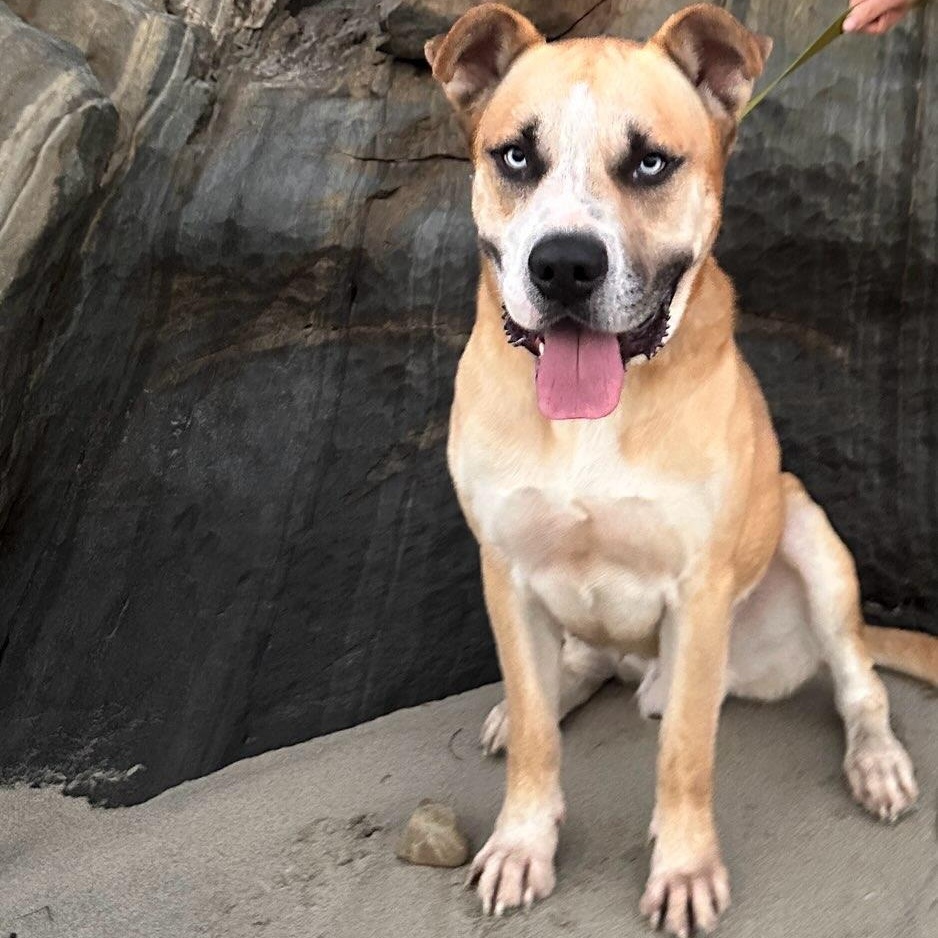 Enlarge Pedro Pascal, a ADOPTABLE mixed breed in Marina del Rey, CA image 4/6