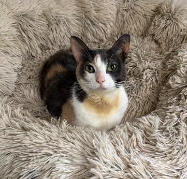 Sox (**HOSPICE ADOPTION**), Adult Female Domestic Short Hair