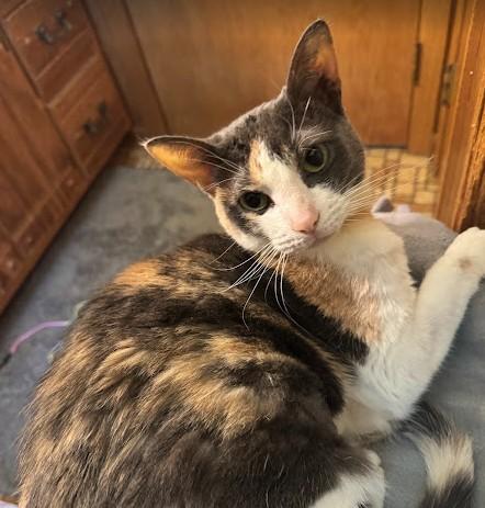 Sox (**HOSPICE ADOPTION**) photo 2
