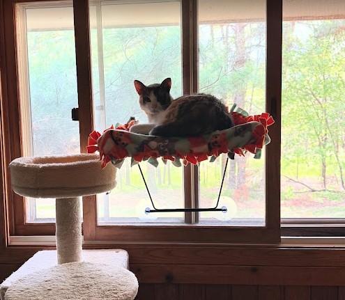 Sox (**HOSPICE ADOPTION**) photo 5