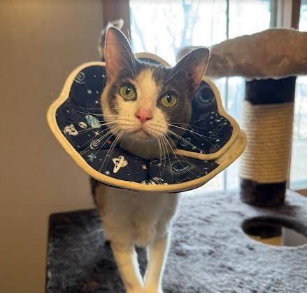 Sox (**HOSPICE ADOPTION**) photo 3