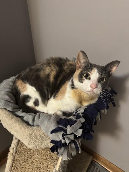 Sox (**HOSPICE ADOPTION**) photo 6