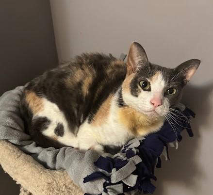 Sox (**HOSPICE ADOPTION**) photo 4