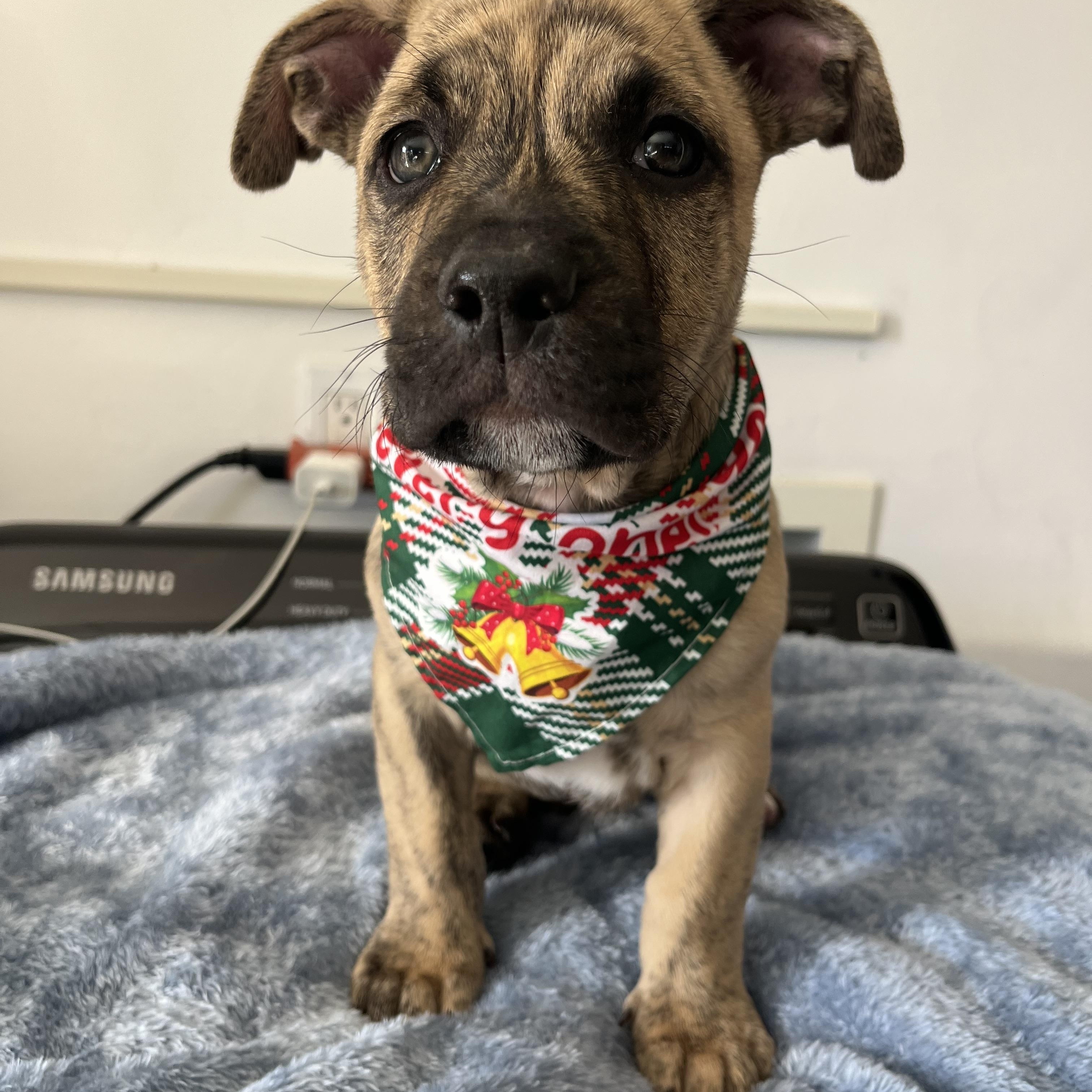 Bolt, ADOPTABLE, Puppy Male American Staffordshire Terrier & Pit Bull Terrier.