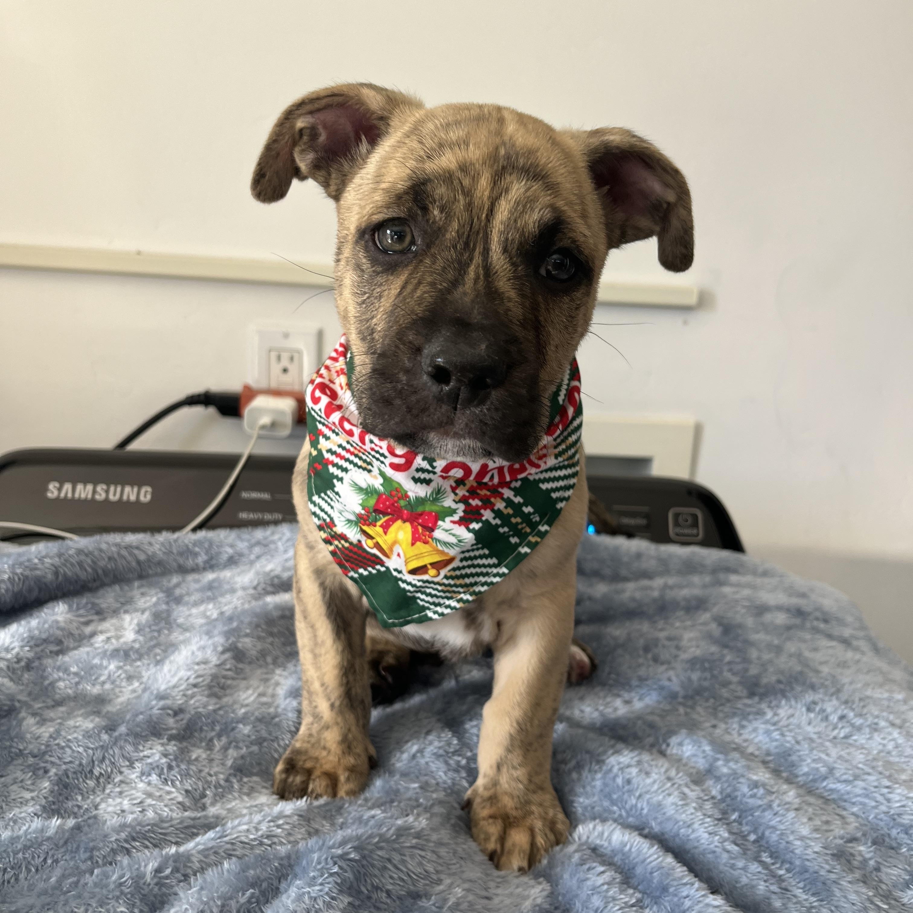 Enlarge Bolt, a ADOPTABLE mixed breed in Poway, CA image 2/5