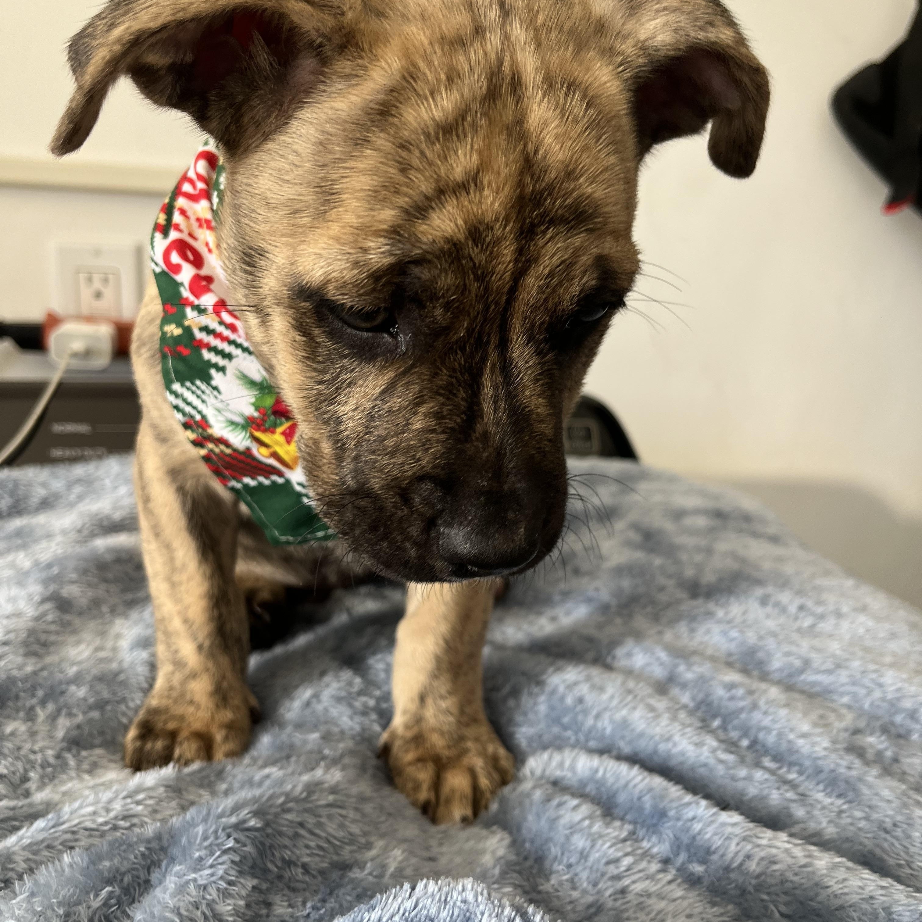 Enlarge Bolt, a ADOPTABLE mixed breed in Poway, CA image 4/5