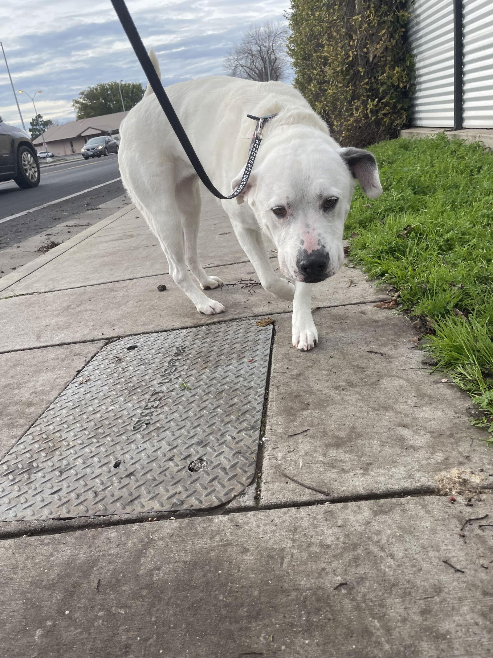 KIYA, Adoptable, Adult Female Pit Bull Terrier.