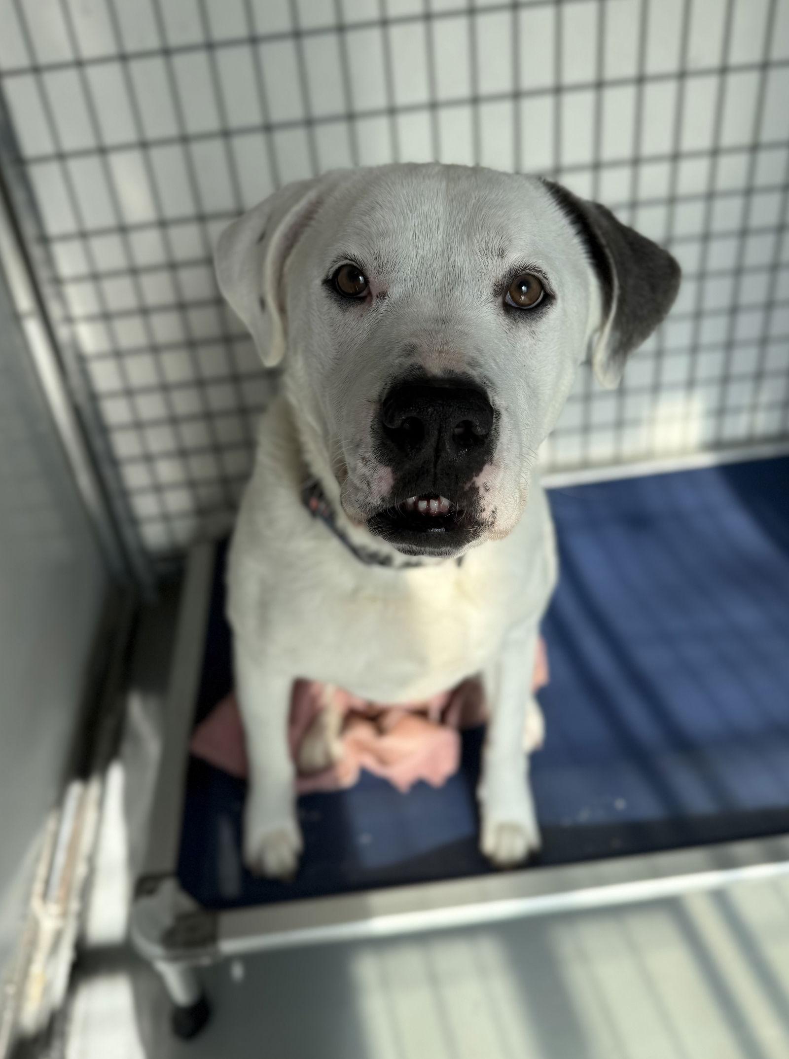 Enlarge KIYA, a Adoptable Pit Bull Terrier in Chico, CA image 2/3