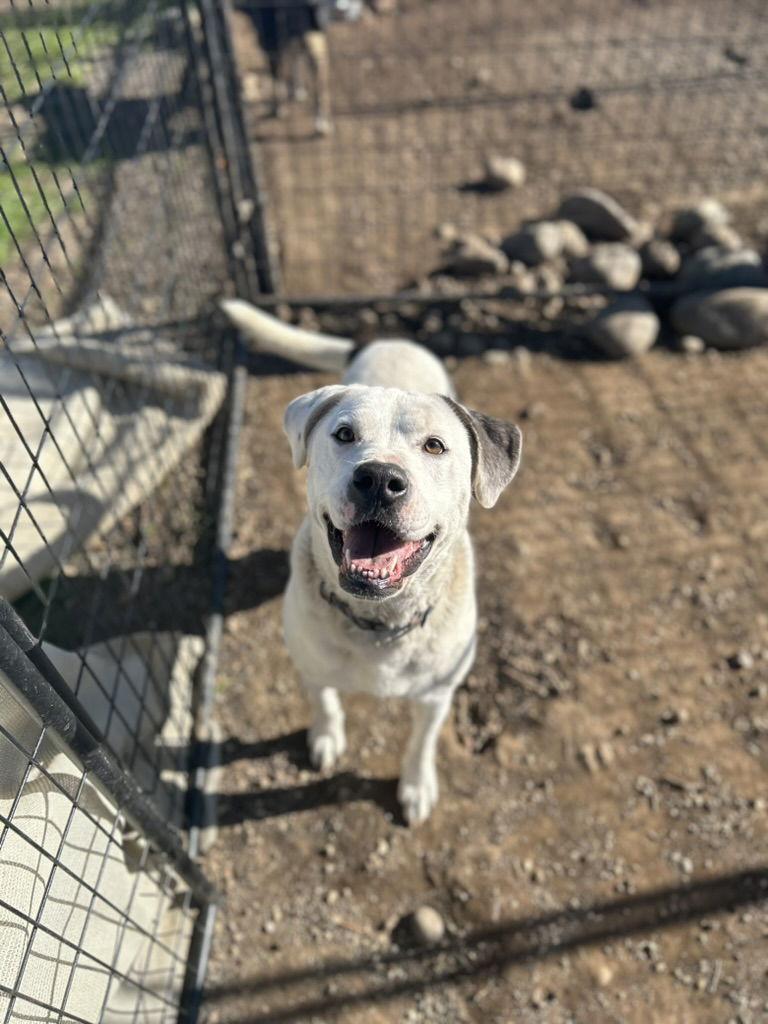 Enlarge KIYA, a Adoptable Pit Bull Terrier in Chico, CA image 3/3