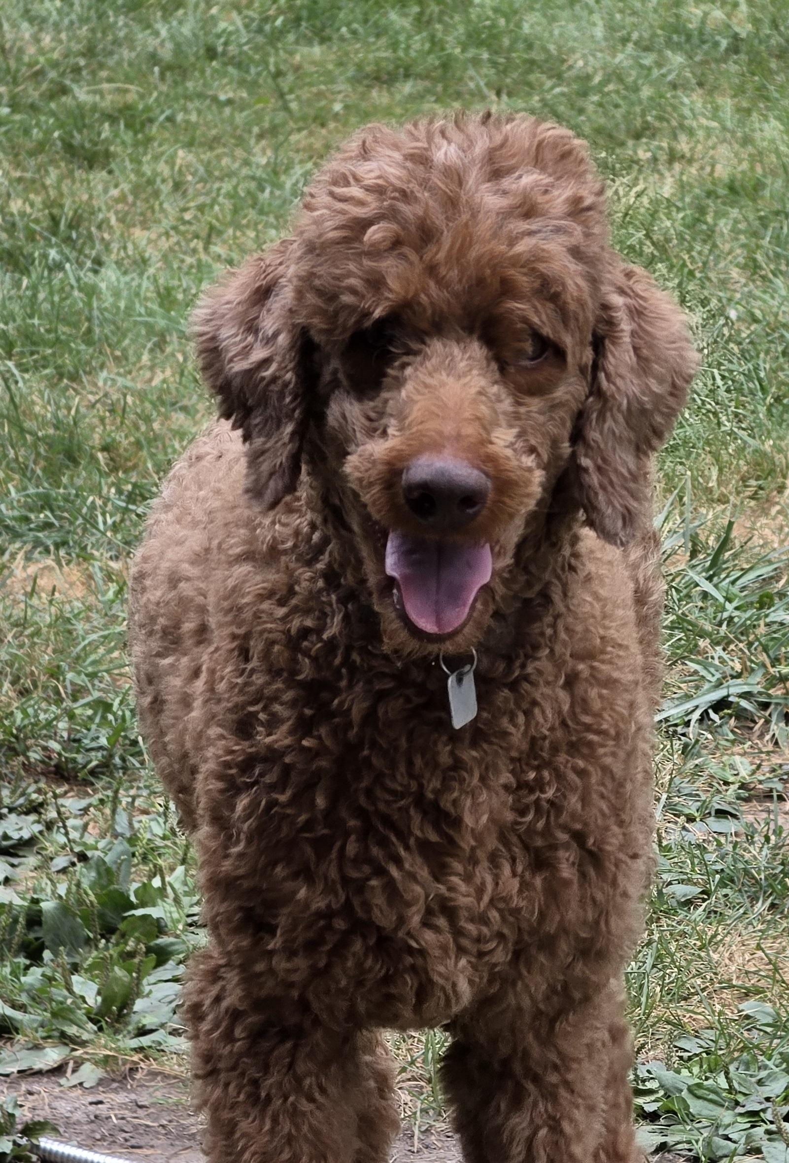 Tangie, Adoptable, Adult Female Standard Poodle.
