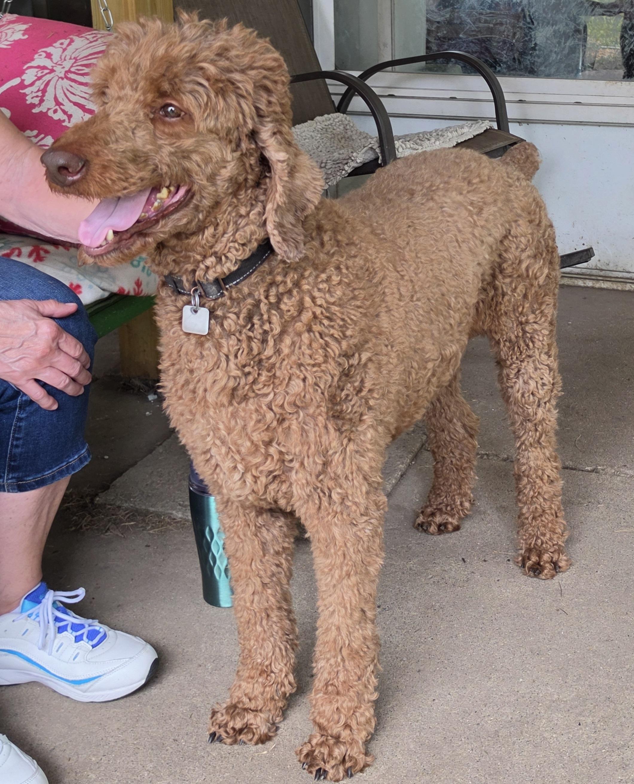 Enlarge Tangie, a Adoptable Standard Poodle in Lansing, MI image 2/3