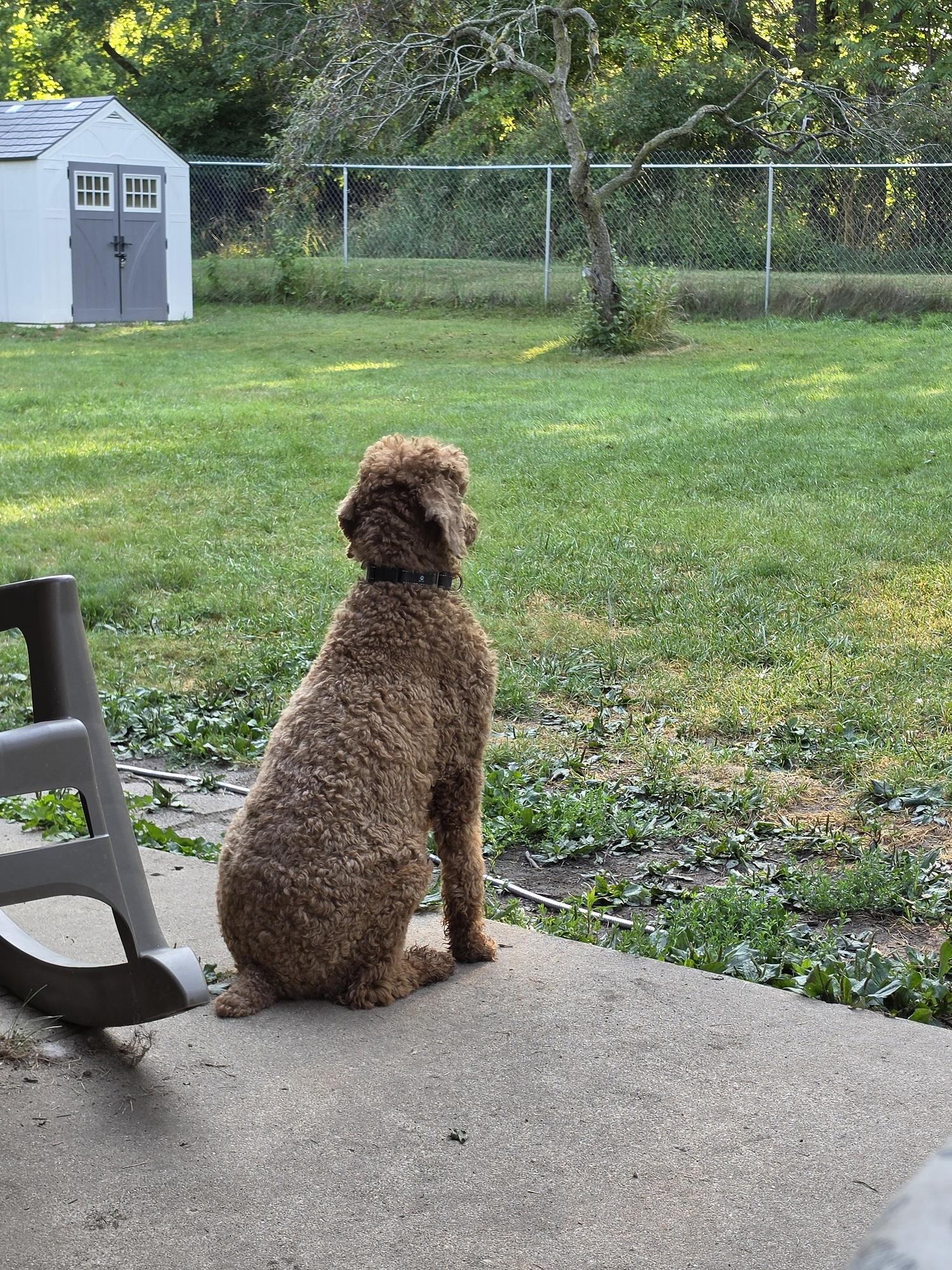 Enlarge Tangie, a Adoptable Standard Poodle in Lansing, MI image 3/3