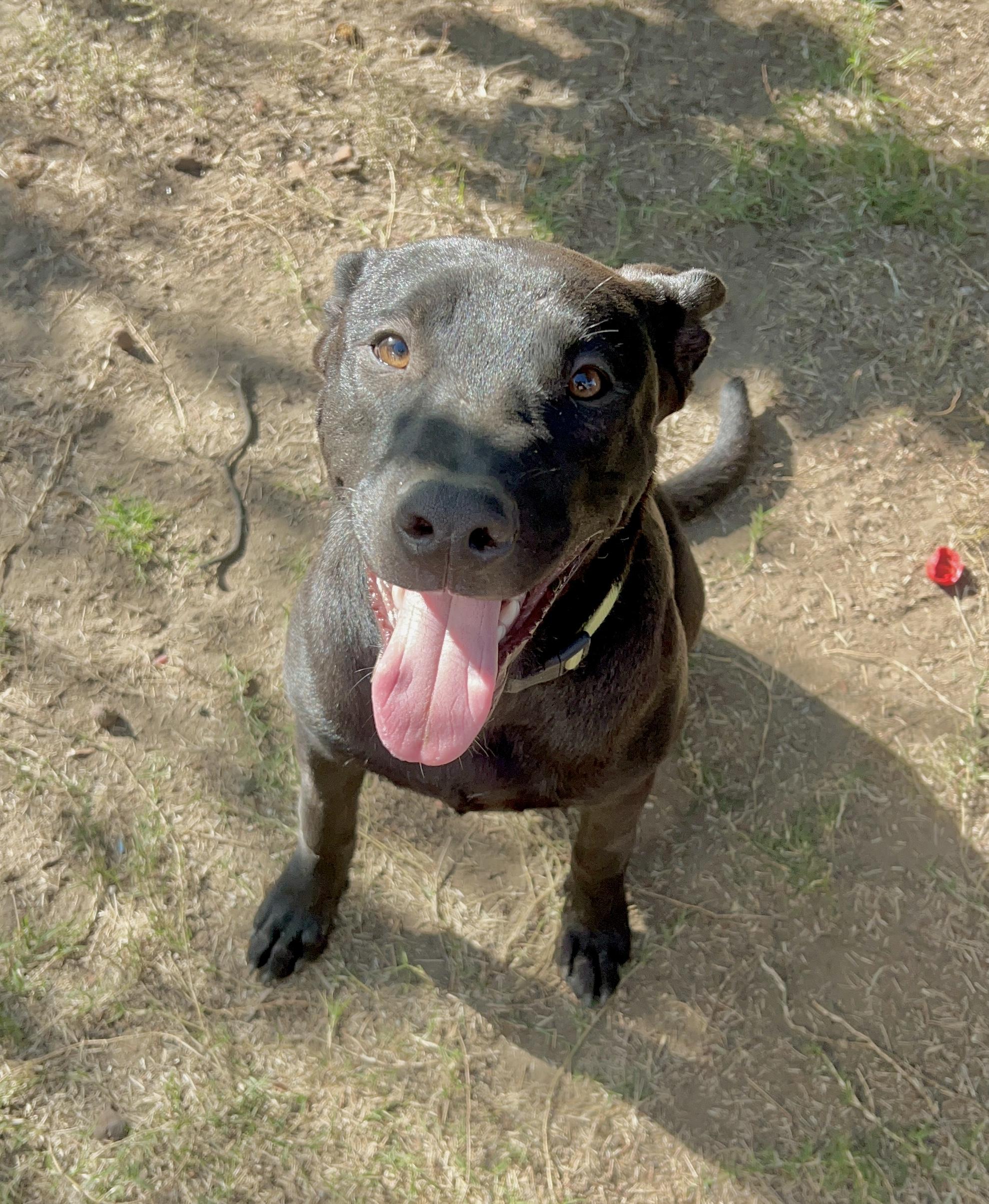 Ellias, Adoptable, Young Male Labrador Retriever.
