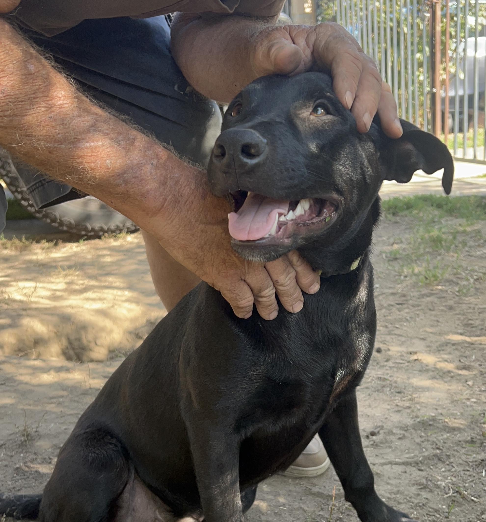 Enlarge Ellias, a Adoptable mixed breed in Van Nuys , CA image 5/5
