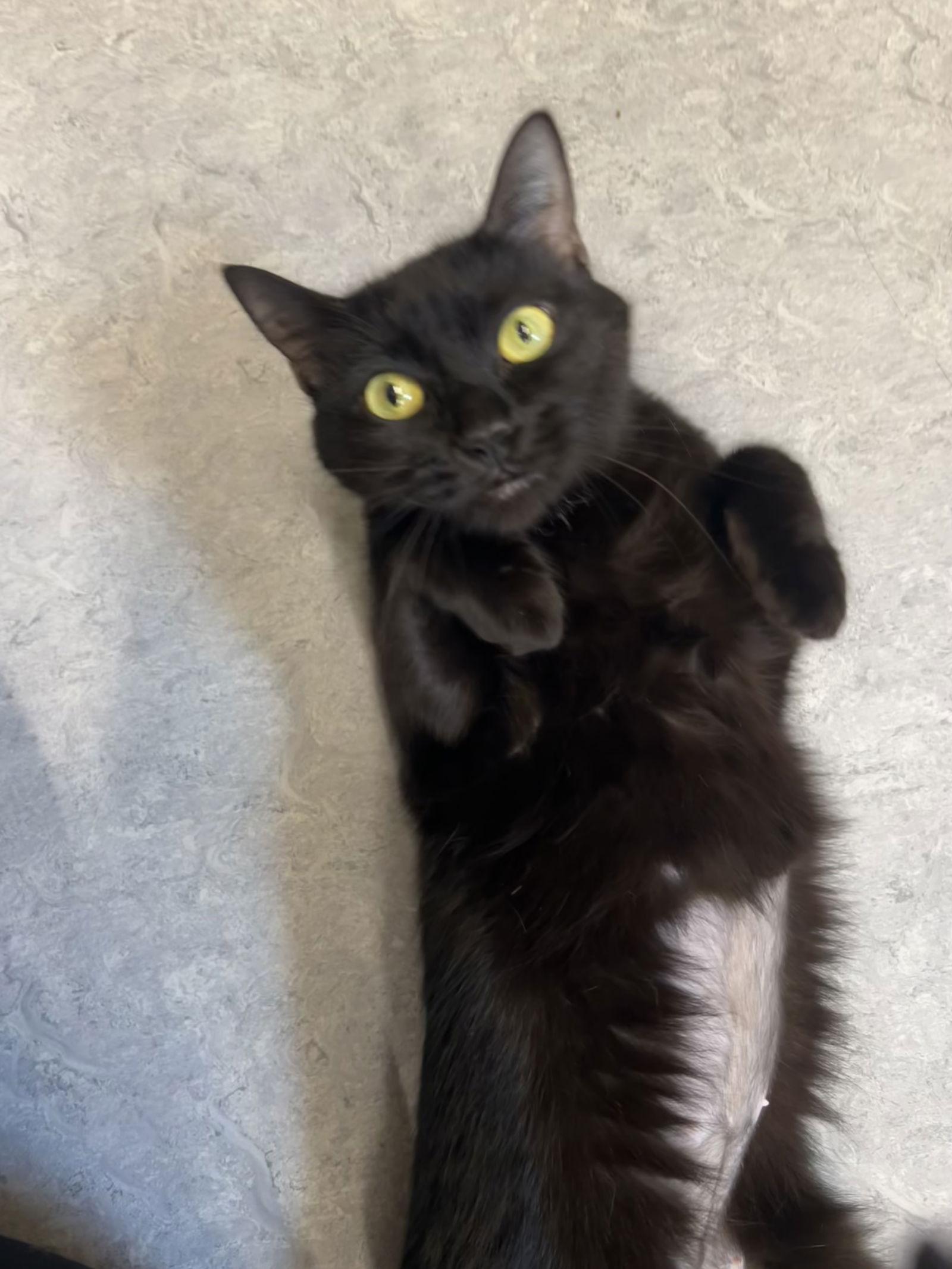 Enlarge Moon Pie, a Adoptable Domestic Short Hair in Arlington, VT image 2/3