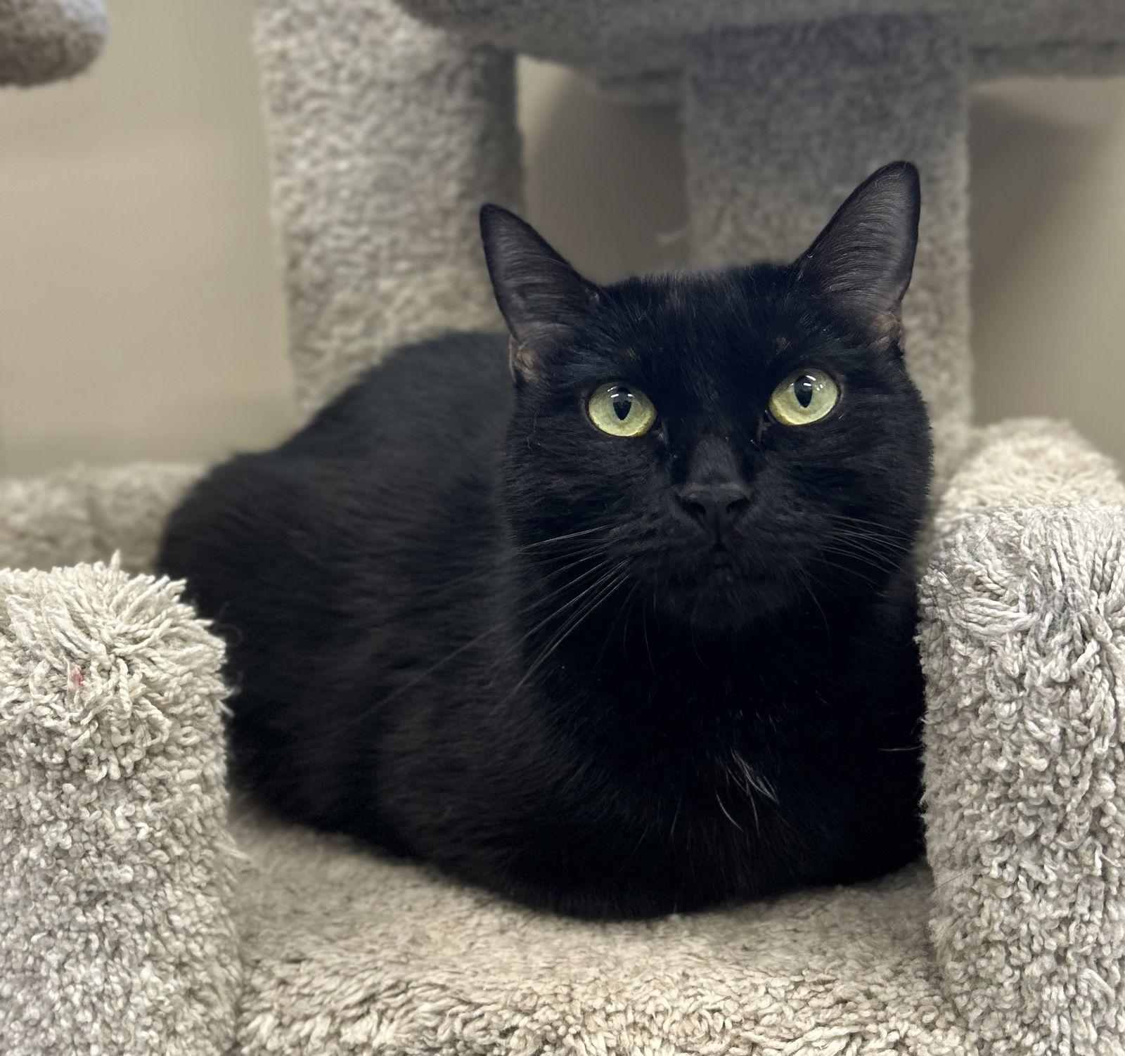 Enlarge Moon Pie, a Adoptable Domestic Short Hair in Arlington, VT image 2/3