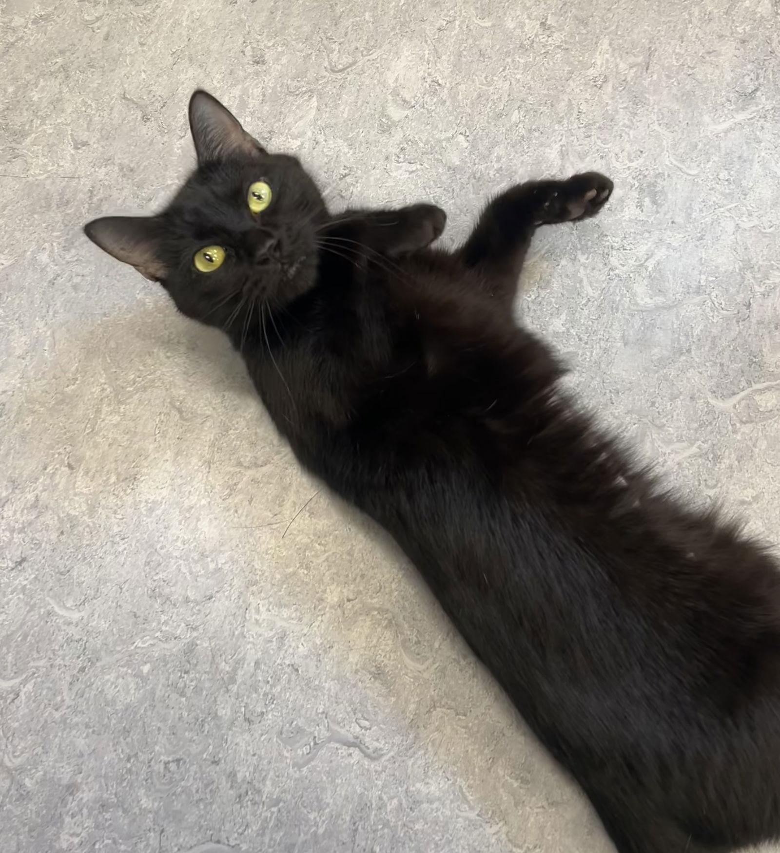 Enlarge Moon Pie, a Adoptable Domestic Short Hair in Arlington, VT image 3/3