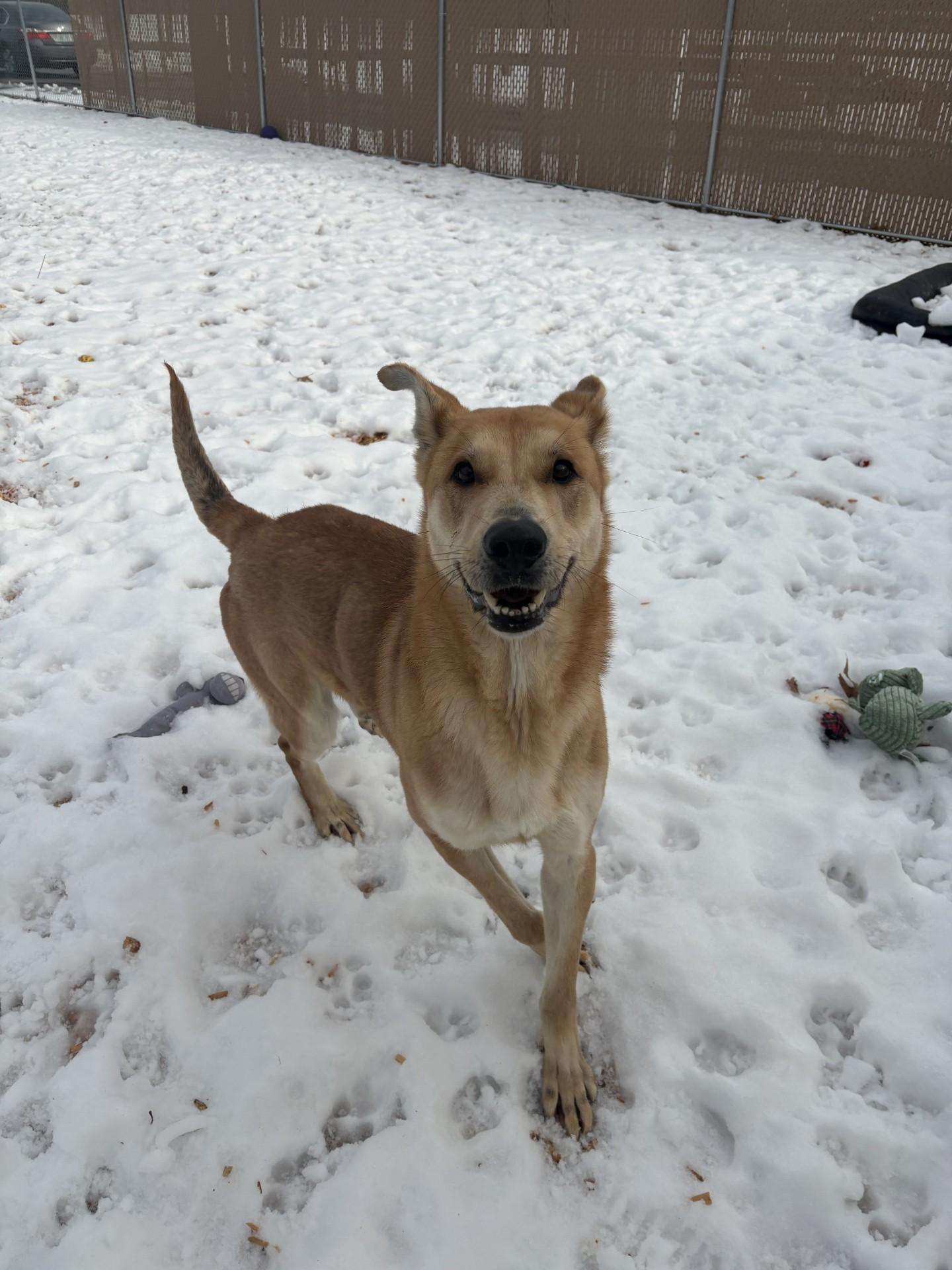 Koda, a ADOPTABLE mixed breed in West Warwick, RI image 2/4