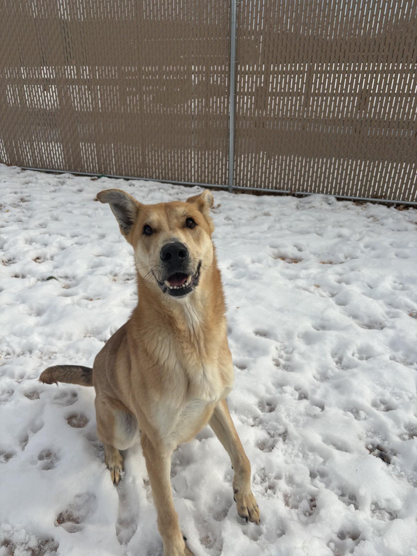 Koda, a ADOPTABLE mixed breed in West Warwick, RI image 1/4
