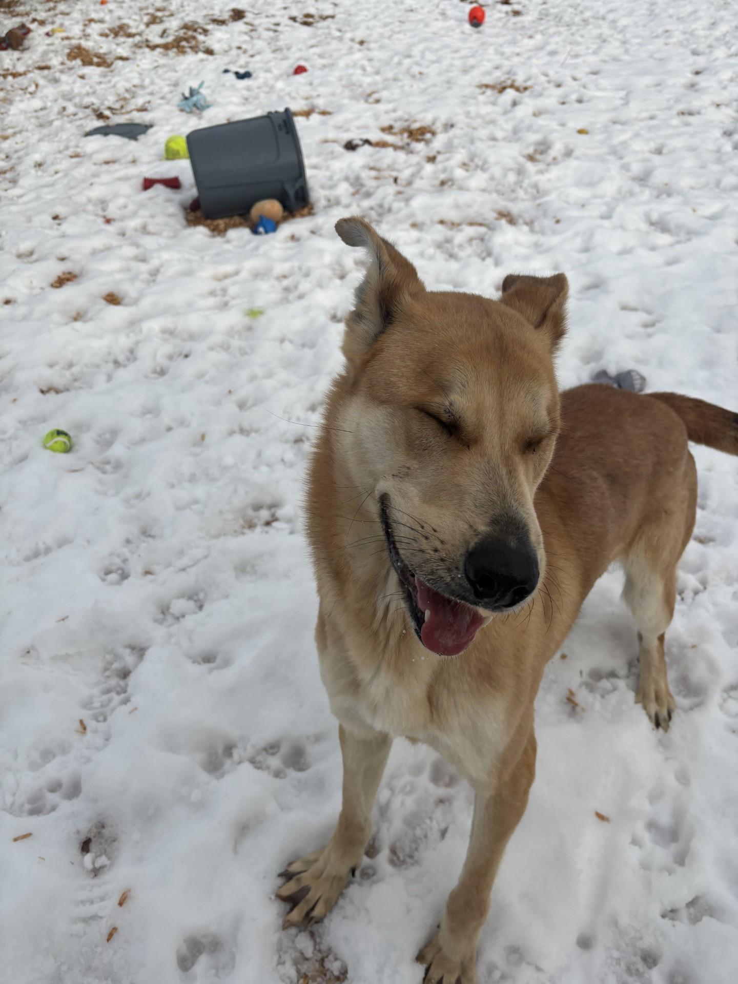 Koda, a ADOPTABLE mixed breed in West Warwick, RI image 4/4