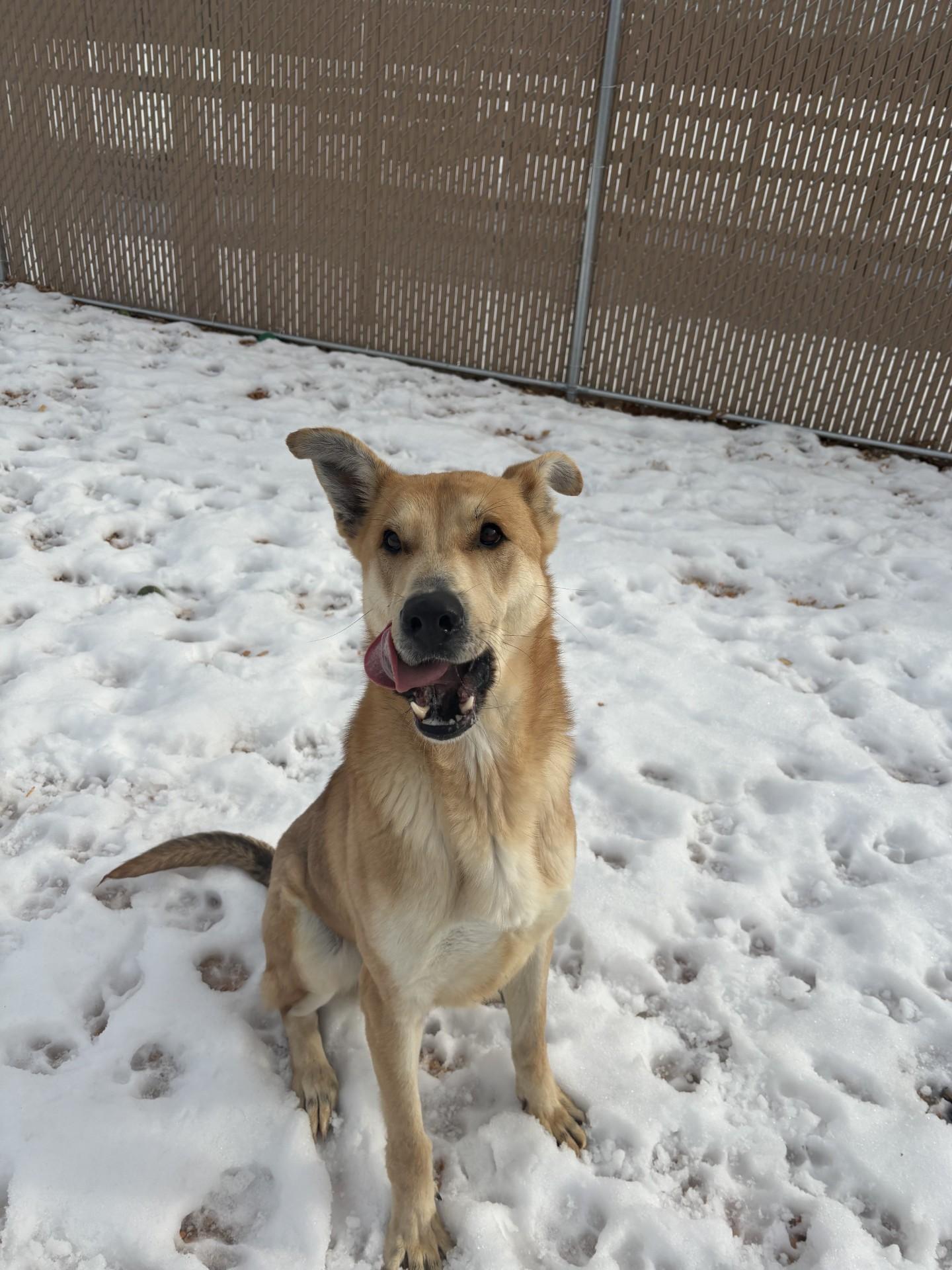 Koda, a ADOPTABLE mixed breed in West Warwick, RI image 3/4