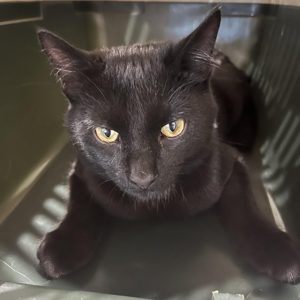 Bistro — thumbnail 2