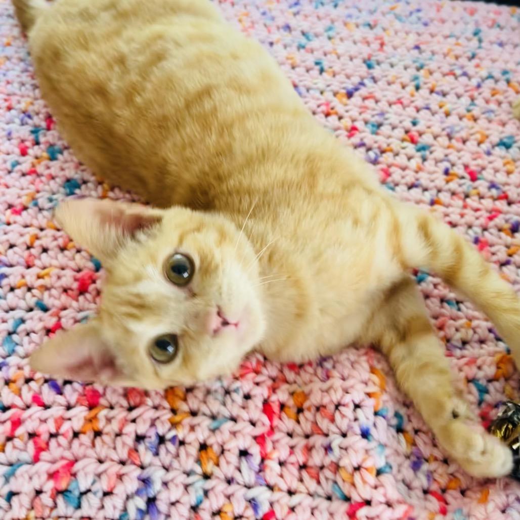 Leeno, Adoptable, Kitten Male Domestic Short Hair.