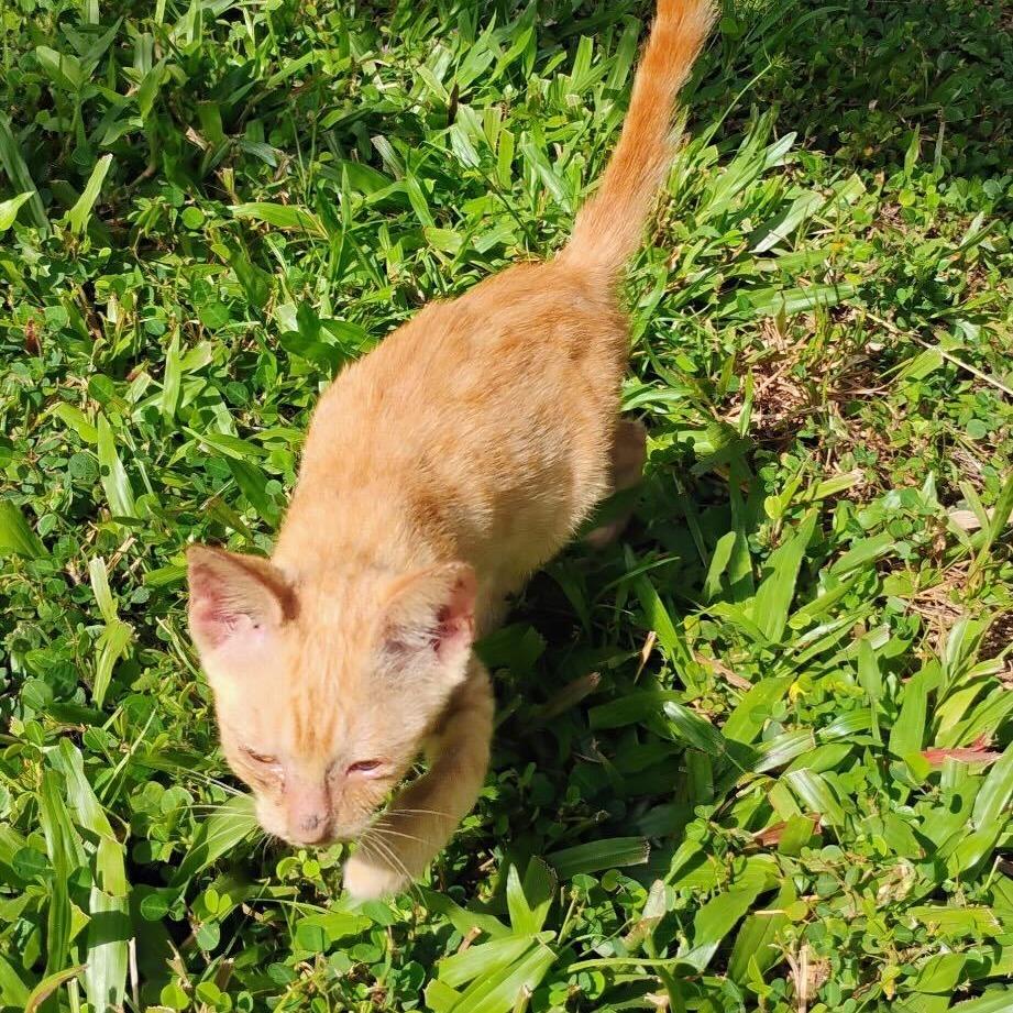 Leeno, a Adoptable Domestic Short Hair in Pahoa, HI image 3/6