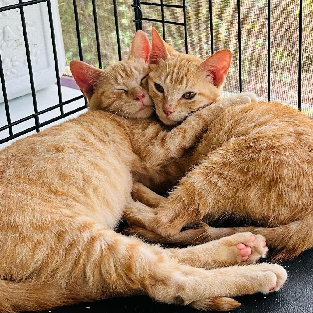 Leeno, a Adoptable Domestic Short Hair in Pahoa, HI image 4/6