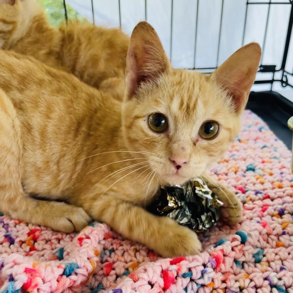 Leeno, a Adoptable Domestic Short Hair in Pahoa, HI image 4/6