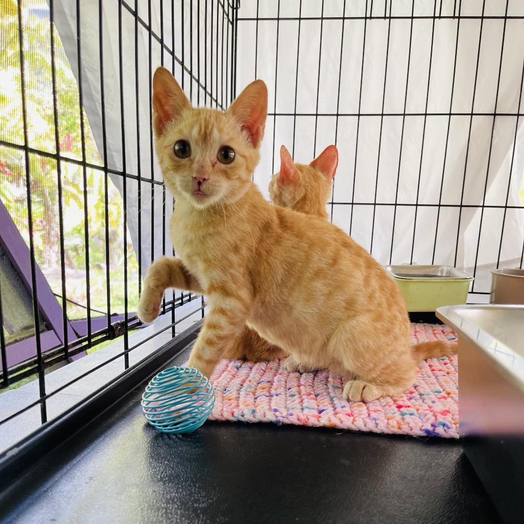 Leeno, a Adoptable Domestic Short Hair in Pahoa, HI image 5/6