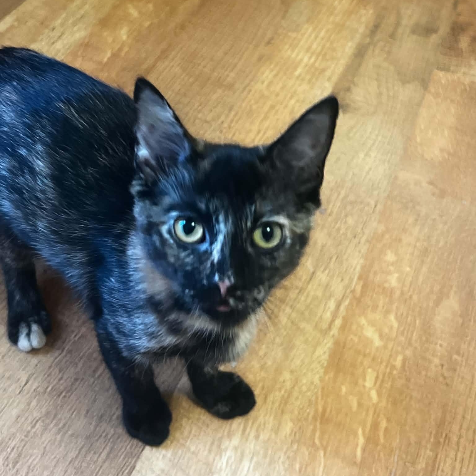 Ember, adopted, Kitten Female Domestic Short Hair.