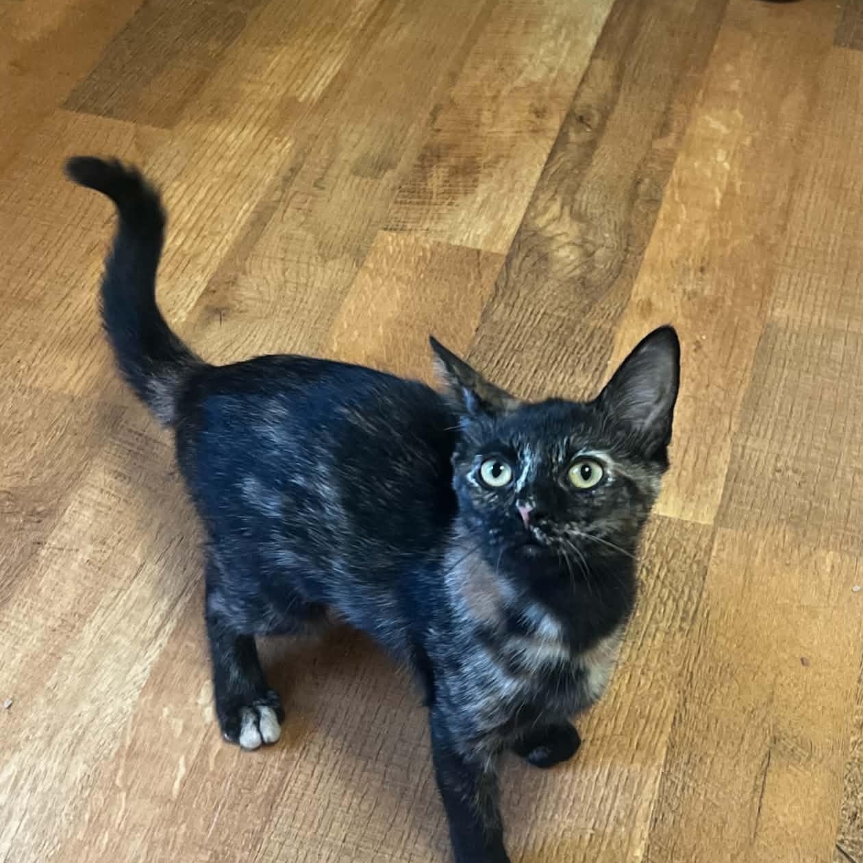 Ember, an adopted Domestic Short Hair in Sewell, NJ image 2/2