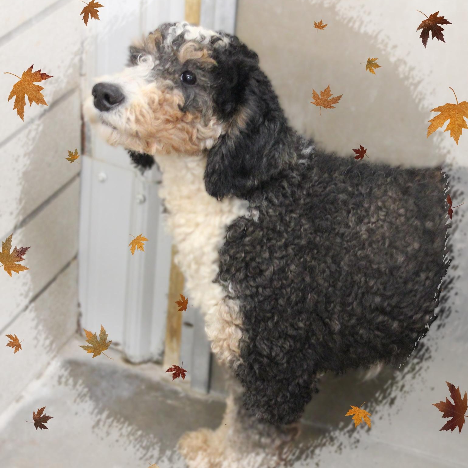 Stacy, Adoptable, Young Female Bernedoodle.