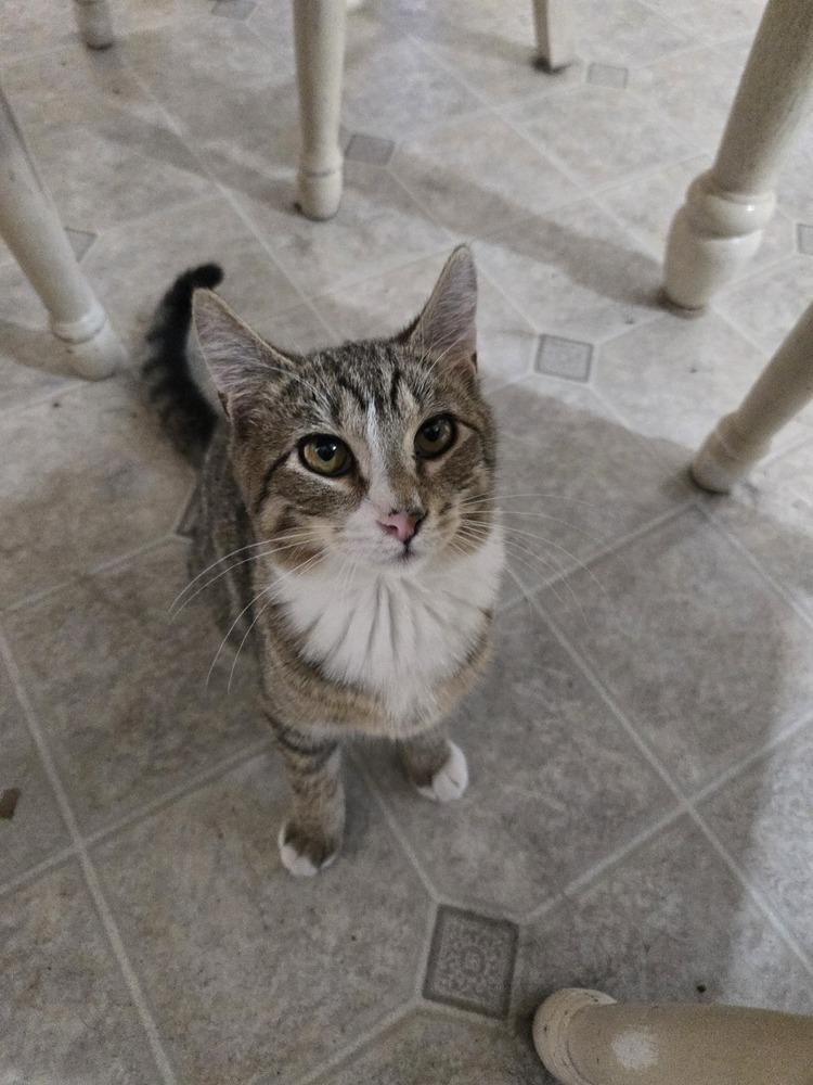 SS - Sunday, Adoptable, Kitten Male Tabby & Domestic Short Hair.