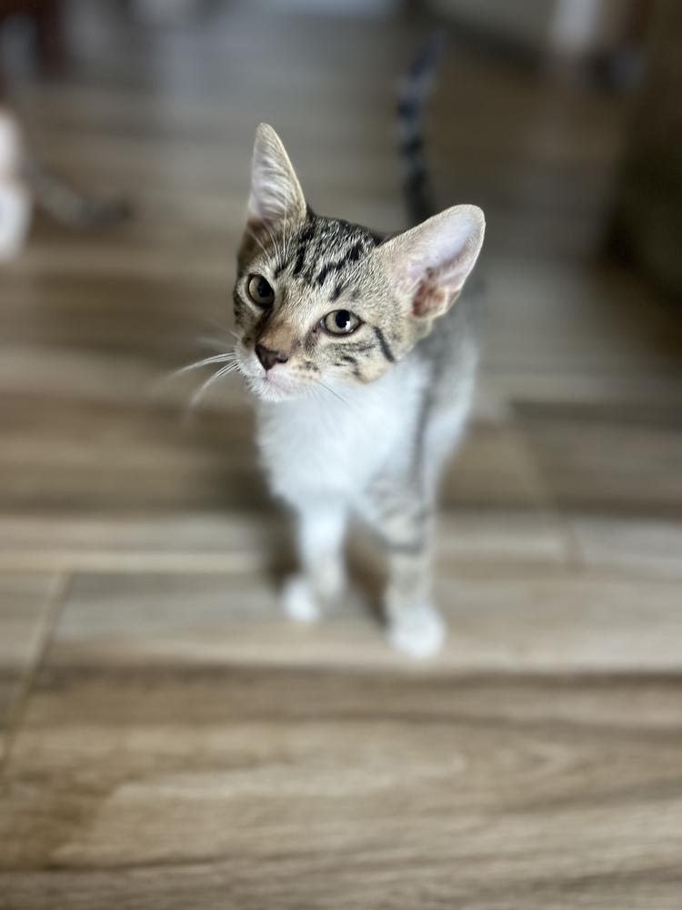 Enlarge Oreo & Smokey, a Adoptable Domestic Short Hair in New Bedford, MA image 2/4