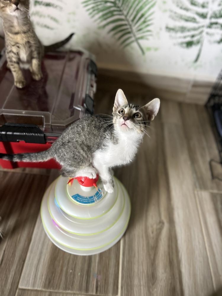 Enlarge Oreo & Smokey, a Adoptable Domestic Short Hair in New Bedford, MA image 3/4