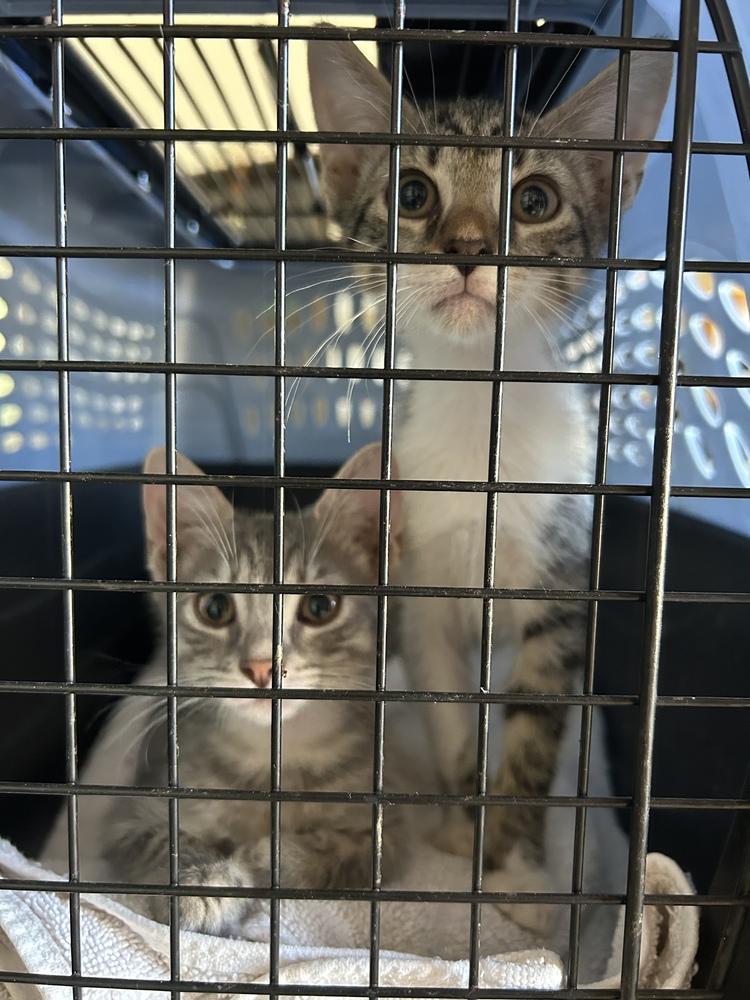 Enlarge Oreo & Smokey, a Adoptable Domestic Short Hair in New Bedford, MA image 4/4