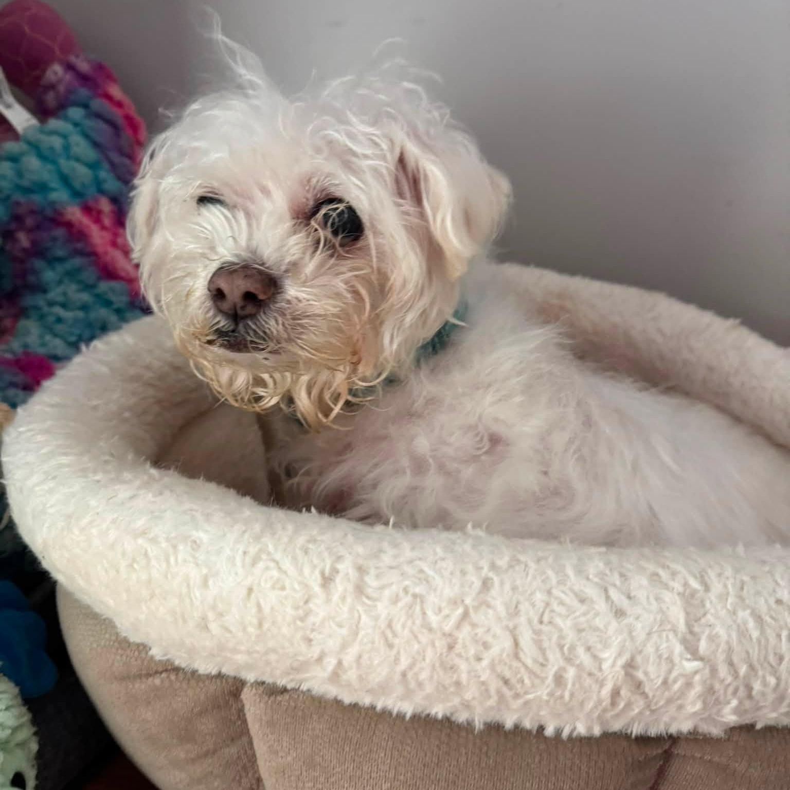 Enlarge Lilou, a Adopted Maltese in Rockville, MD image 2/6