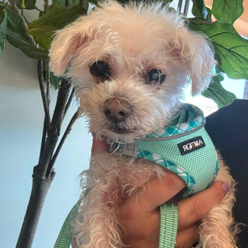 Lilou, Adopted, Senior Female Maltese.