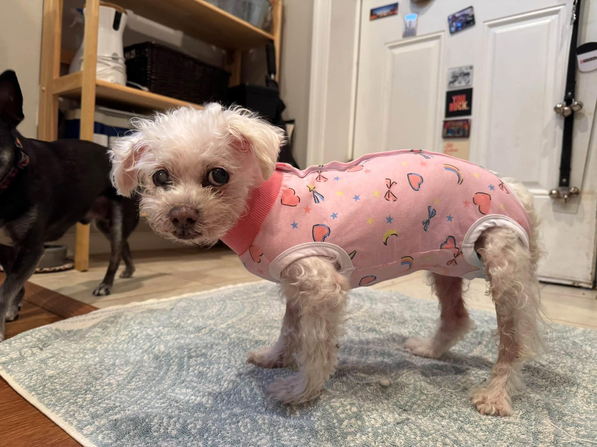 Enlarge Lilou, a Adopted Maltese in Rockville, MD image 6/6