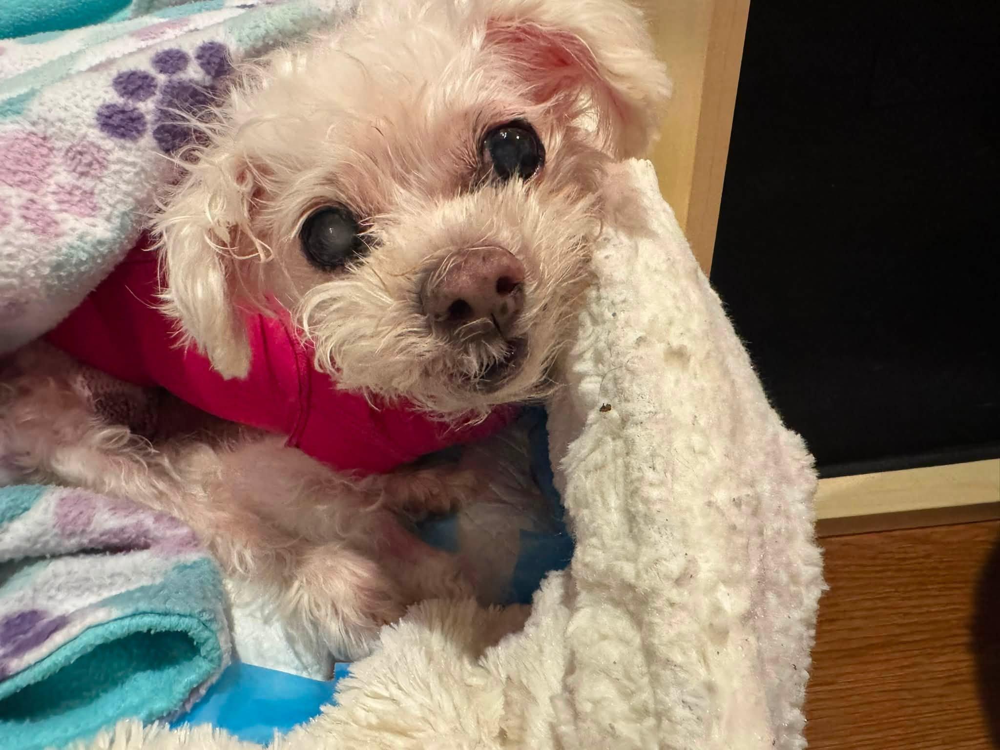 Enlarge Lilou, a Adopted Maltese in Rockville, MD image 5/6