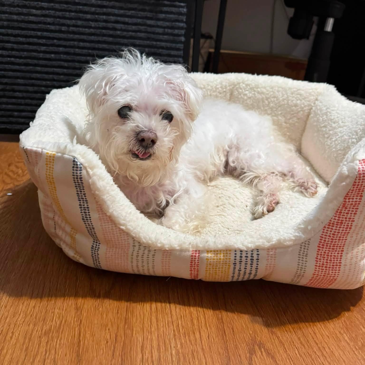 Enlarge Lilou, a Adopted Maltese in Rockville, MD image 3/6