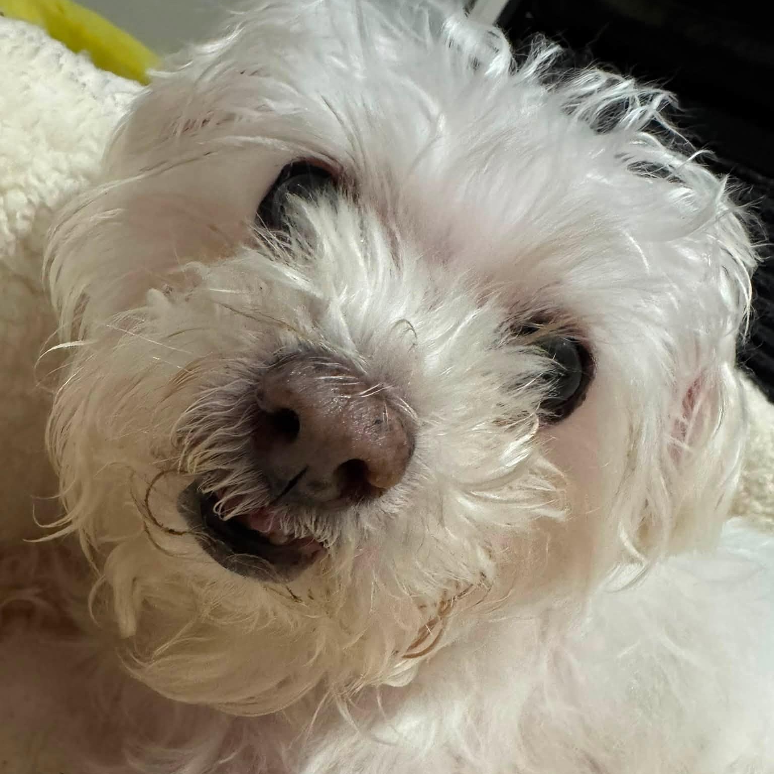 Enlarge Lilou, a Adopted Maltese in Rockville, MD image 4/6