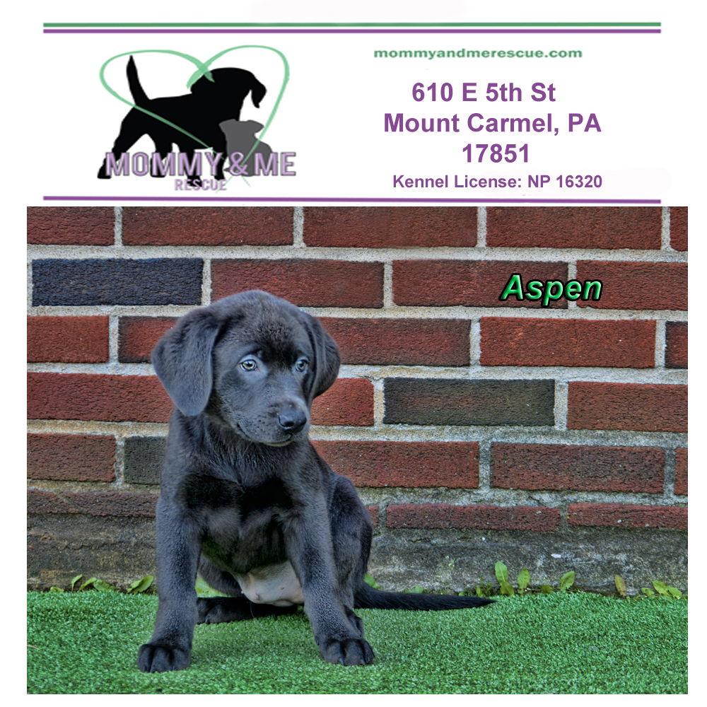 Aspen, Adopted, Puppy Female Labrador Retriever & Rottweiler.