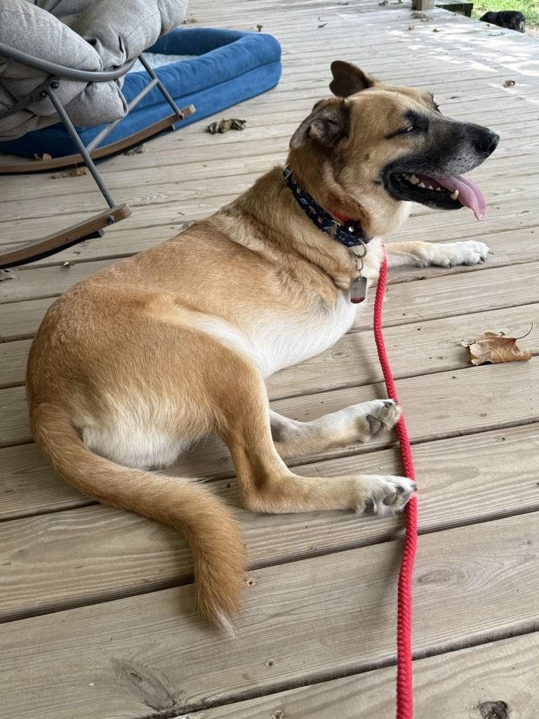 Enlarge Merlin, a Adoptable mixed breed in Richmond, VA image 3/6