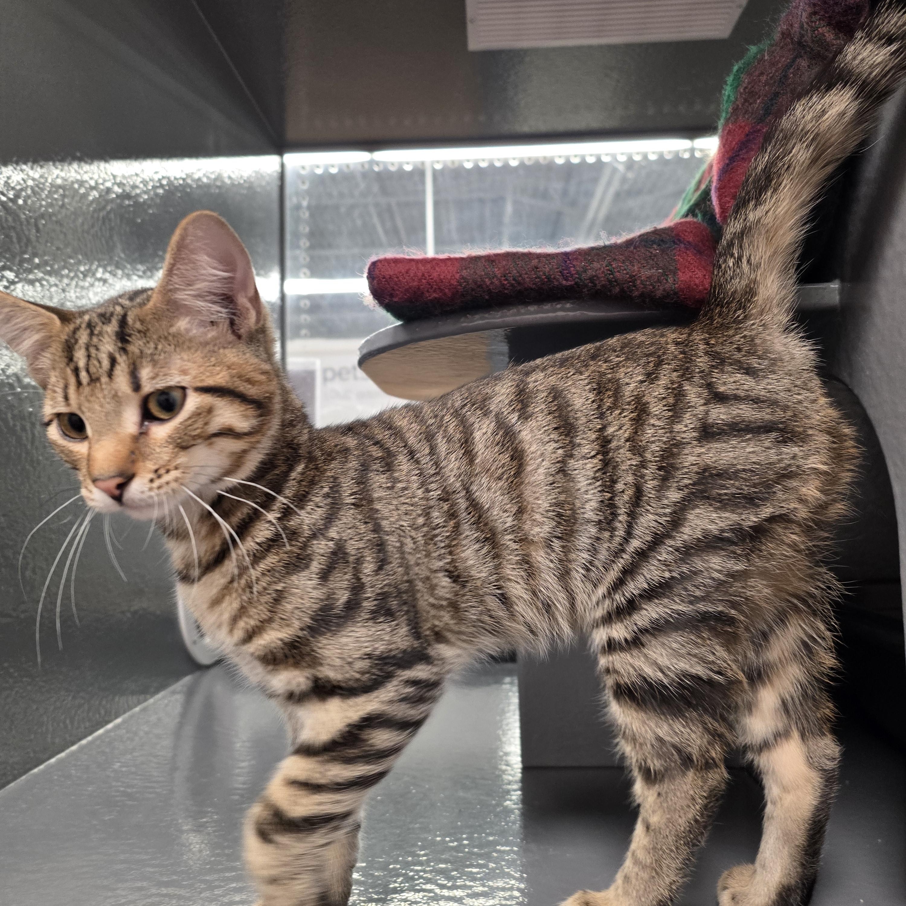 Leo, adopted, Kitten Male Domestic Short Hair.
